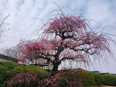 春の予感…