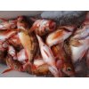 4月28日(日)の釣果