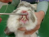 ウサギの切歯（前歯）の不正咬合と皮膚症状・被毛の汚れ【大阪府堺市の動物病院】