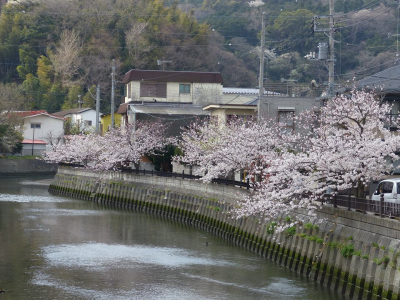 逗子の桜がきれいですね