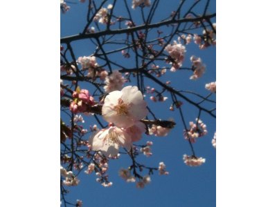 曾祖父の体験談