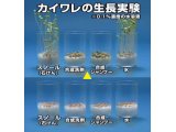 カイワレの成長実験、石けんと合成洗剤の違いがわかりやすい実験