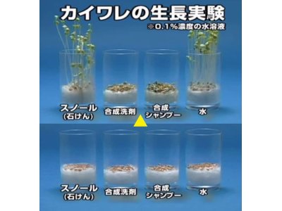 カイワレの成長実験、石けんと合成洗剤の違いがわかりやすい実験