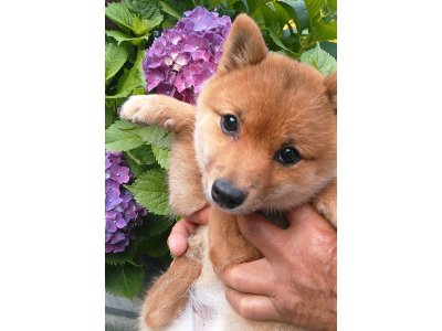 可愛い豆柴の、寿百々(すもも)姫今から、交配を、して頂く男の子を、探しています。