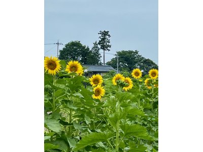 大雨の後・・・