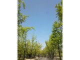 大阪城公園のイチョウ並木の新緑