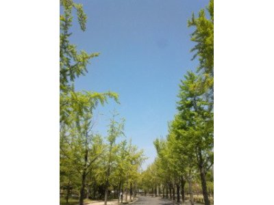 大阪城公園のイチョウ並木の新緑