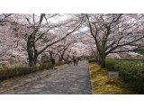 七谷川の桜並木