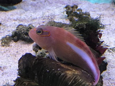 メガネ