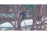 野鳥