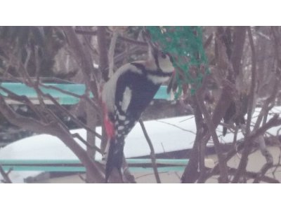 野鳥