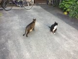 おはようございます。きょうも元気な笑顔で頑張りましょう。