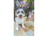 チロルくん