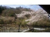 早川並木道の桜満開です