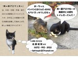 光療術院(ひかりりょうじゅついん)にゃんこ劇場