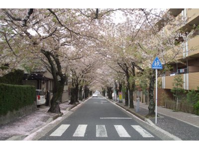 NO 31  ちょっと　休憩・・桜通り　#2