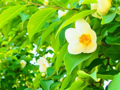 沙羅の花を訪ねて京都へ。