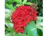 沖縄の三大名花：サンダンカの花