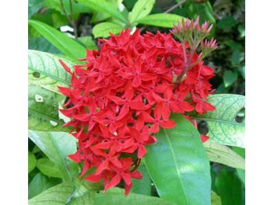 沖縄の三大名花：サンダンカの花