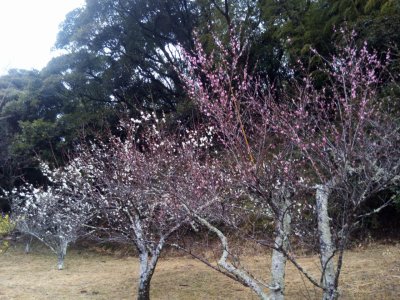 裏山の白梅が咲きだしました。