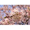 3月３日（土）はひな祭り♪女性のお客様全員に桜のアイスと白玉のデザートサービス致します☆
