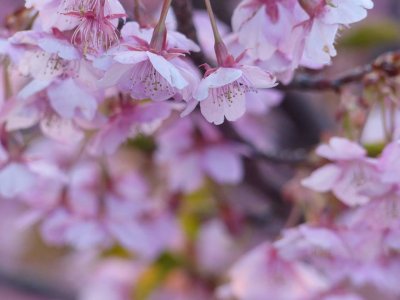 河津桜がきれいでした