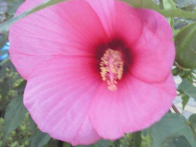 道端の花