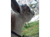 食べられる野草を取りに