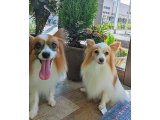 レオンくん&マロンちゃん