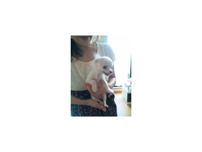 犬さんとゴリラ