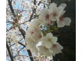 桜の花びらじゅうたん・・可愛いですね～＾＾
