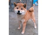 鶯の初鳴きも聞き、もうすぐ暖かくなるのに、風邪を移されて・・・