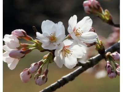 上川養鱒場たより 4月 1日 朝