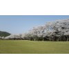 唐沢ゴルフ倶楽部唐沢コースの桜も満開です！！