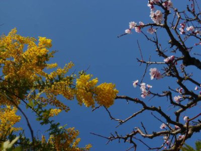 逗子で見かけたミモザの花